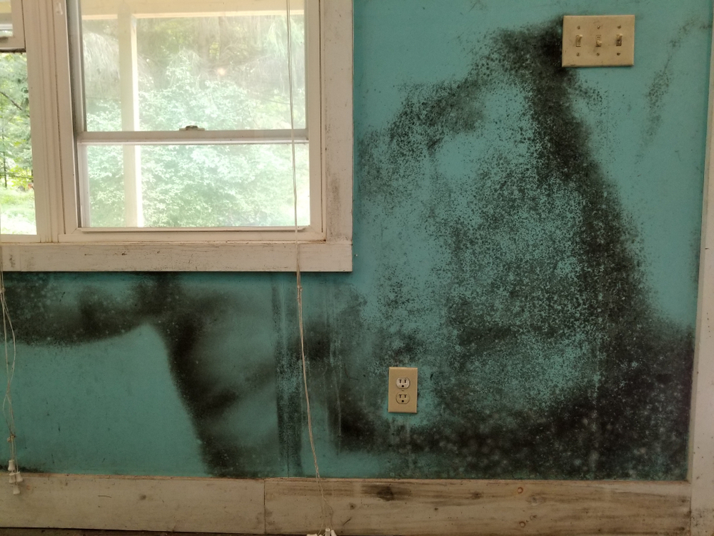 Water damage leading to mold in a drywall
